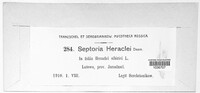 Septoria heraclei image